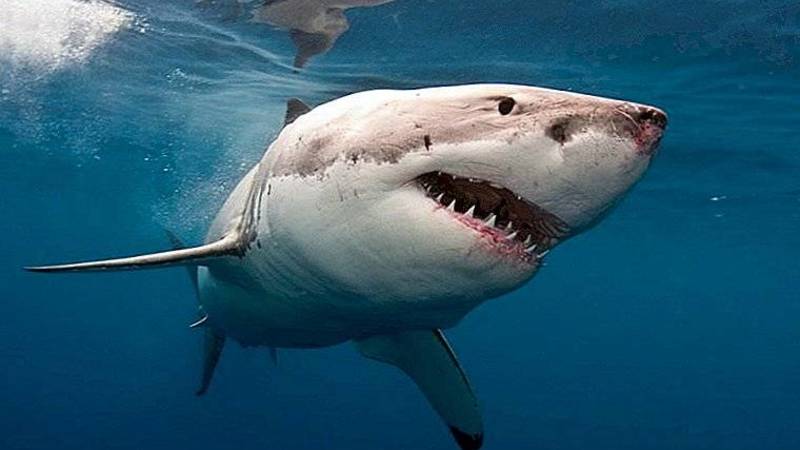 حبات جوز الهند تتغلب على أسماك القرش في قتل البشر على الشواطئ