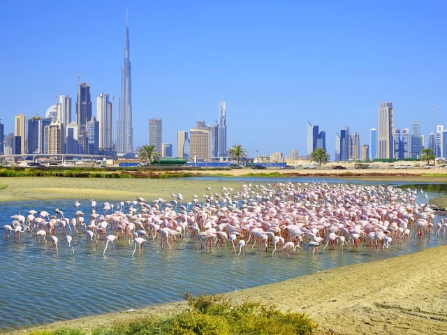 صورة يظهر فيها طيور في محمية رأس الخور في دبي